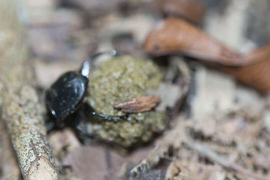 Paragymnopleurus maurus (Sharp 1875) resmi