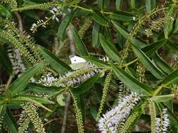 Image of <i>Veronica <i>stricta</i></i> var. stricta