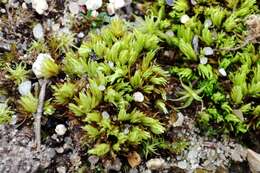 Image of tortella moss