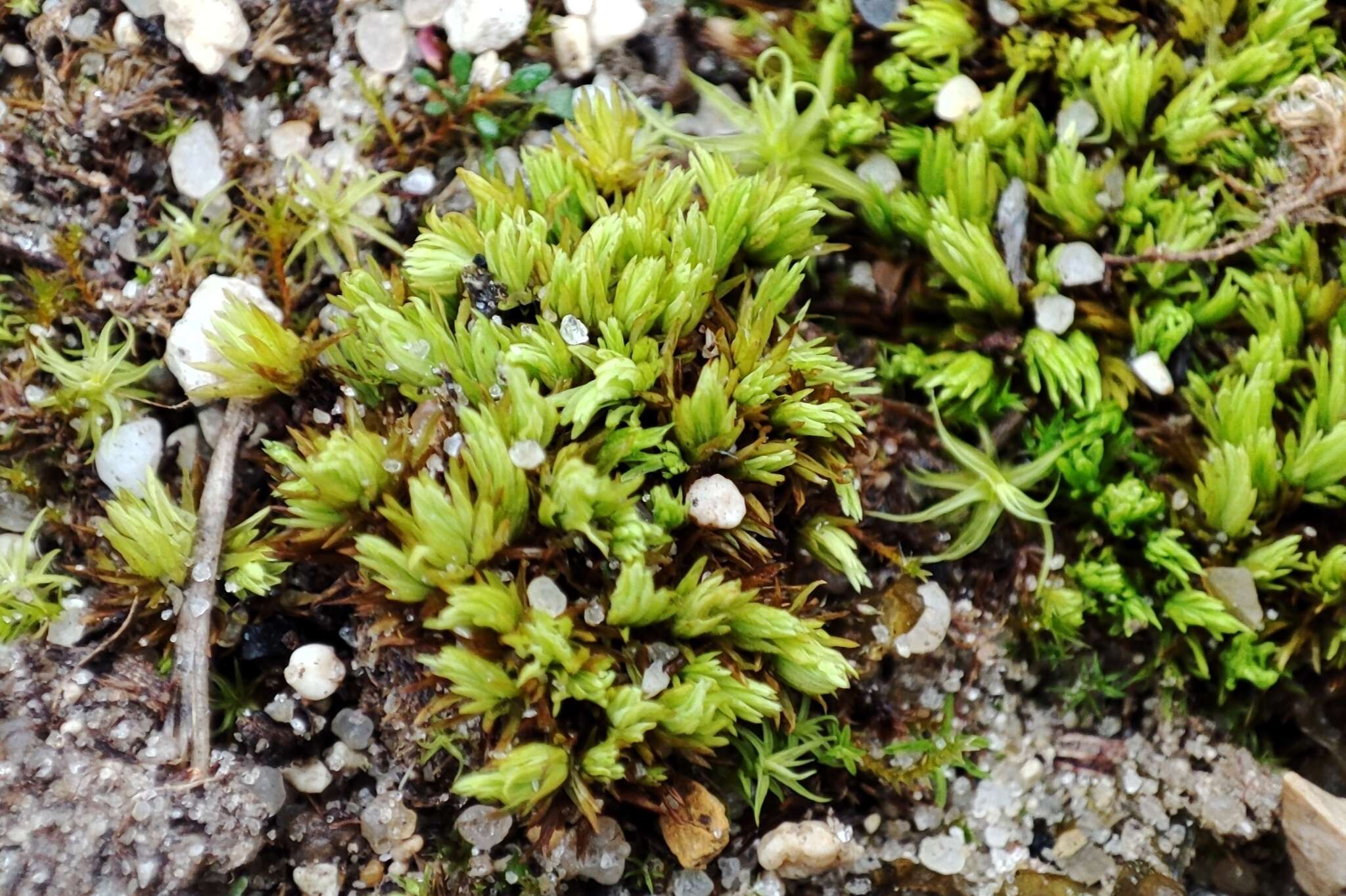 Image of tortella moss