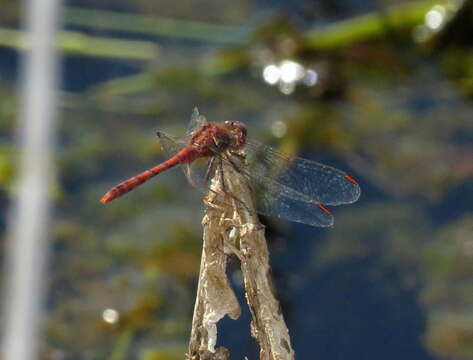 Image of Red Percher Dragonfly