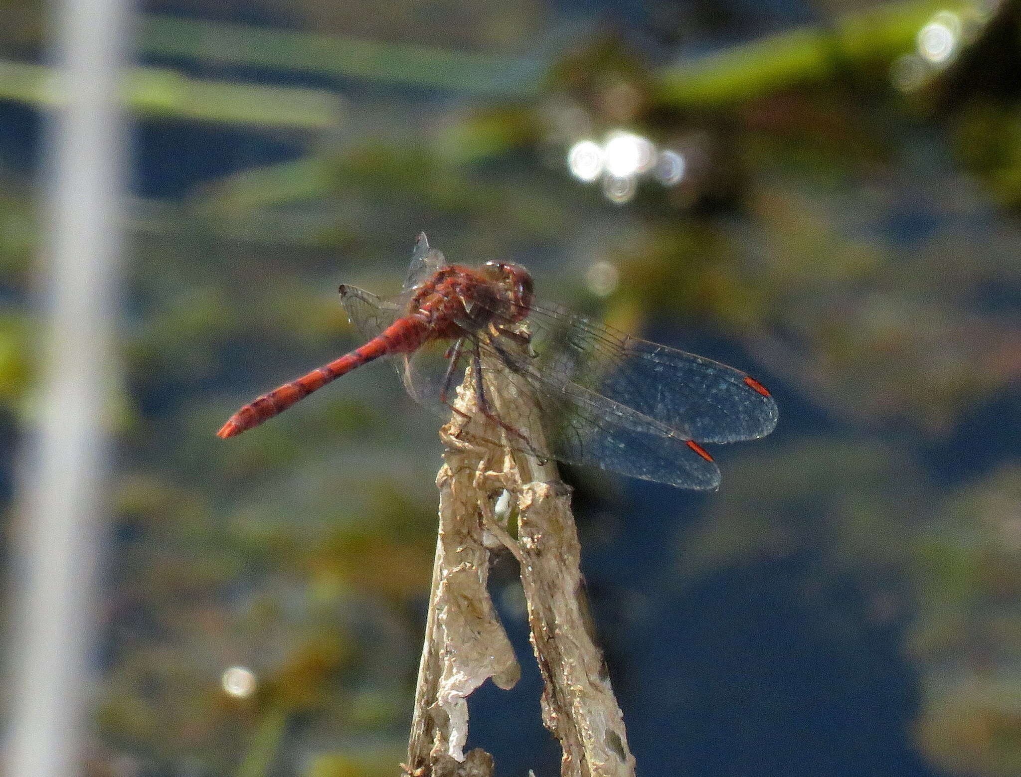 Imagem de Diplacodes bipunctata (Brauer 1865)