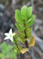 Image of Anthocercis viscosa subsp. viscosa