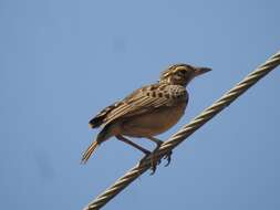 Image of Jerdon's Bush Lark