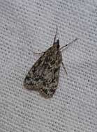 Eudonia truncicolella Stainton 1849的圖片