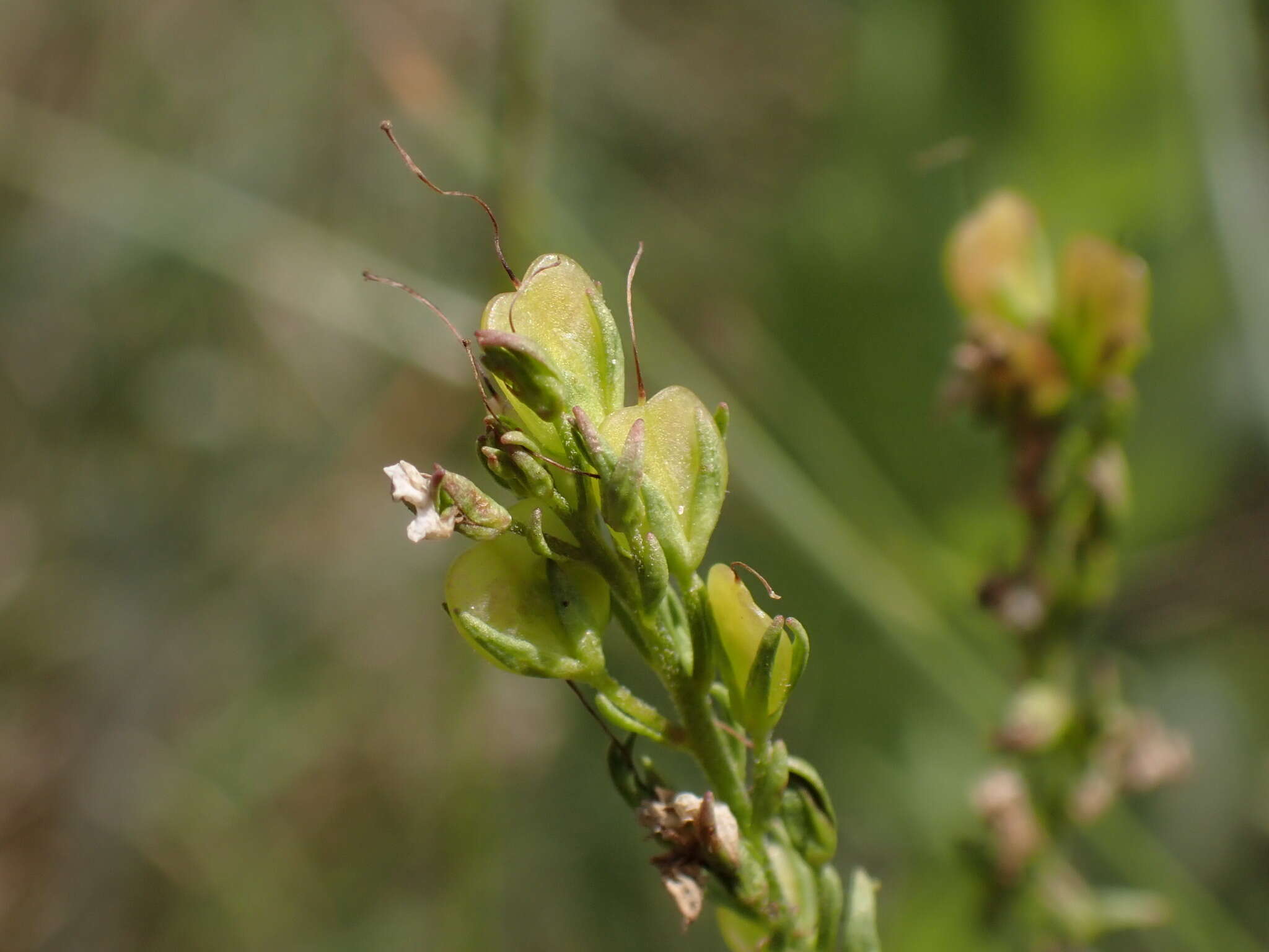 Image of Veronica satureiifolia Poit. & Turp.