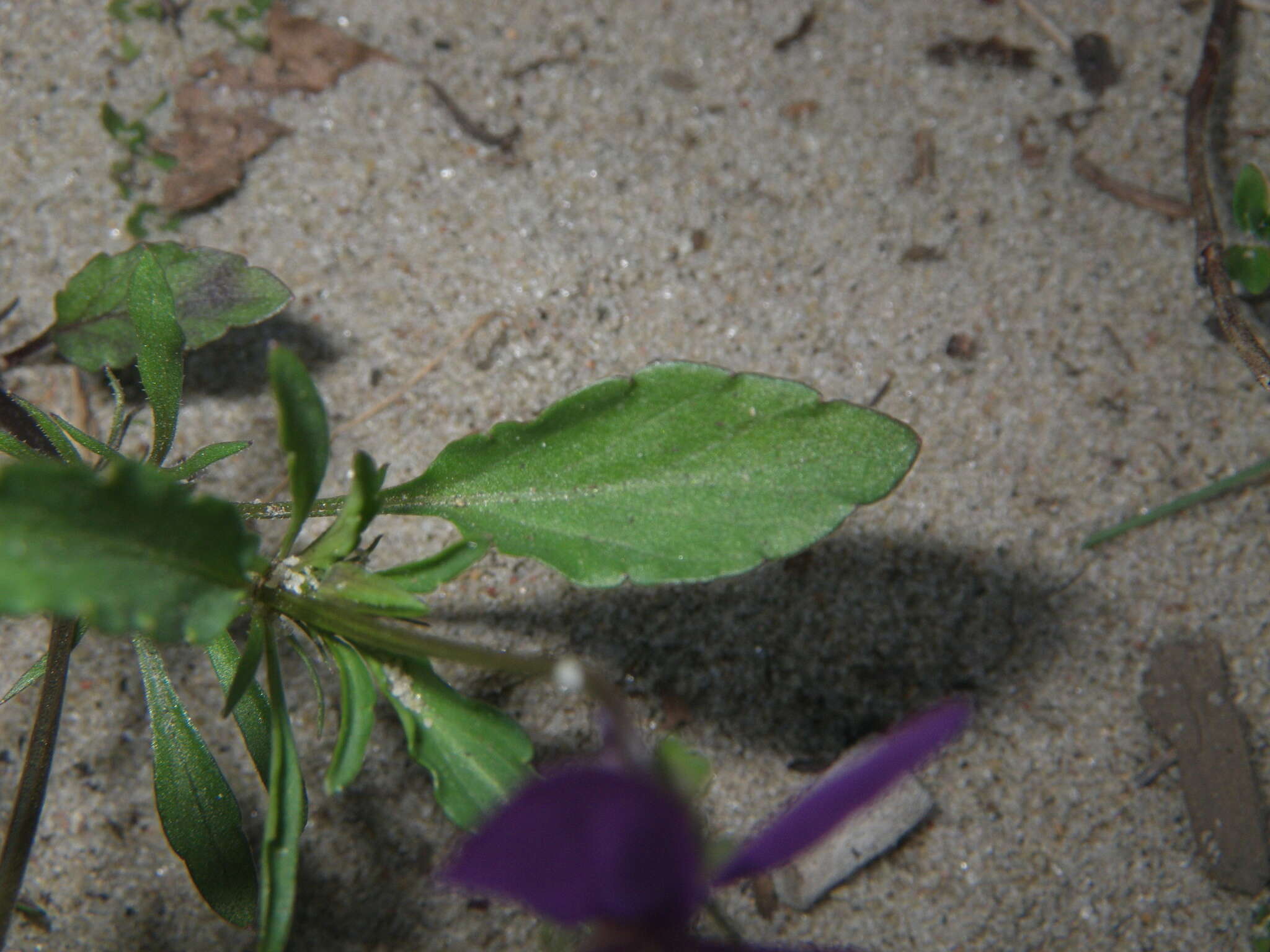 Image of Viola tricolor subsp. curtisii (E. Forster) Syme