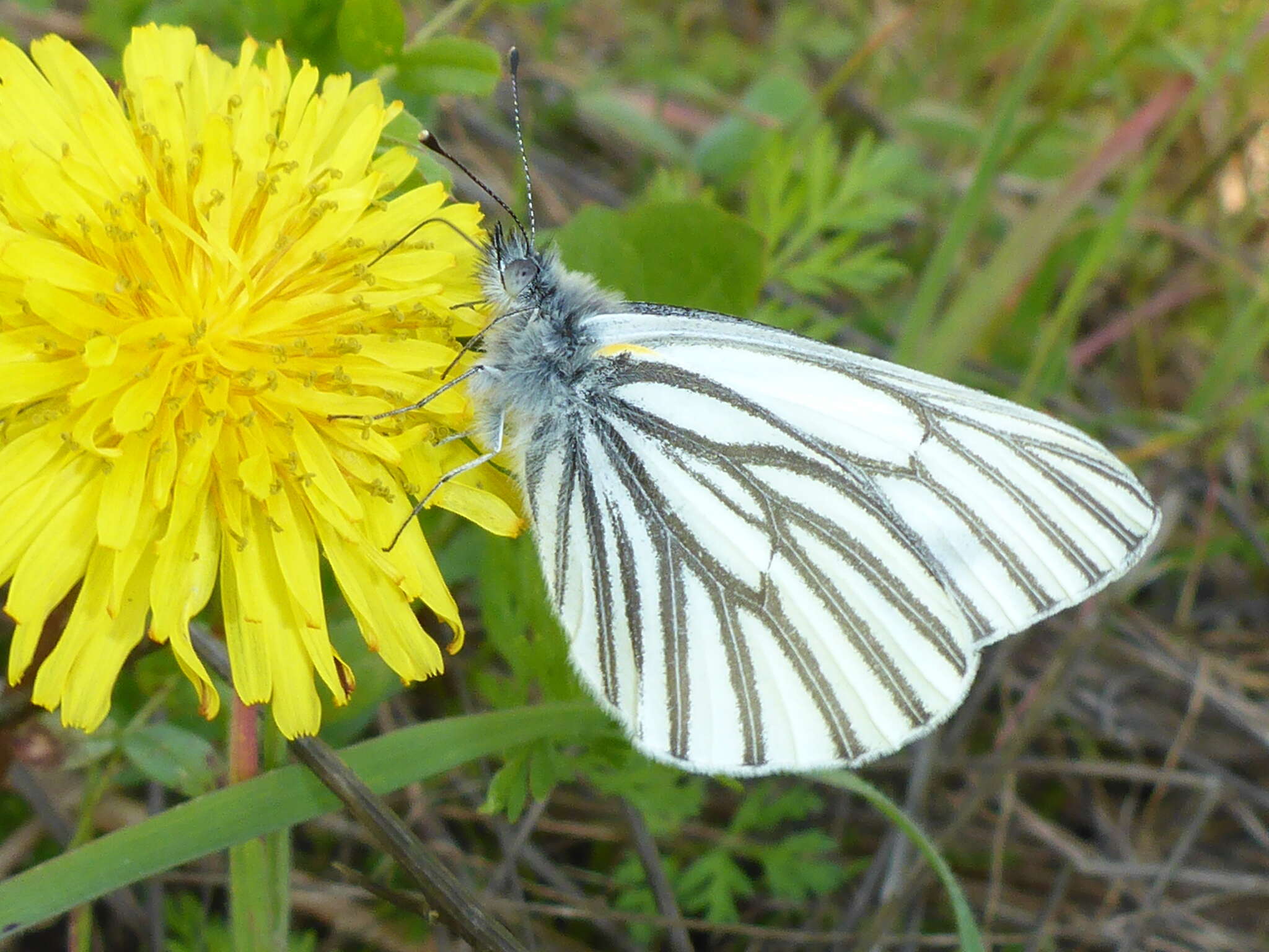 Image of Margined White