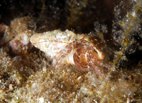 Image of rocky-shore hermit crab