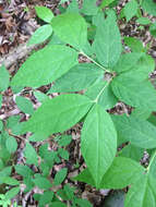 Image de Calycanthus floridus var. glaucus (Willd.) Torr. & A. Gray