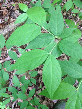 Image of eastern sweetshrub