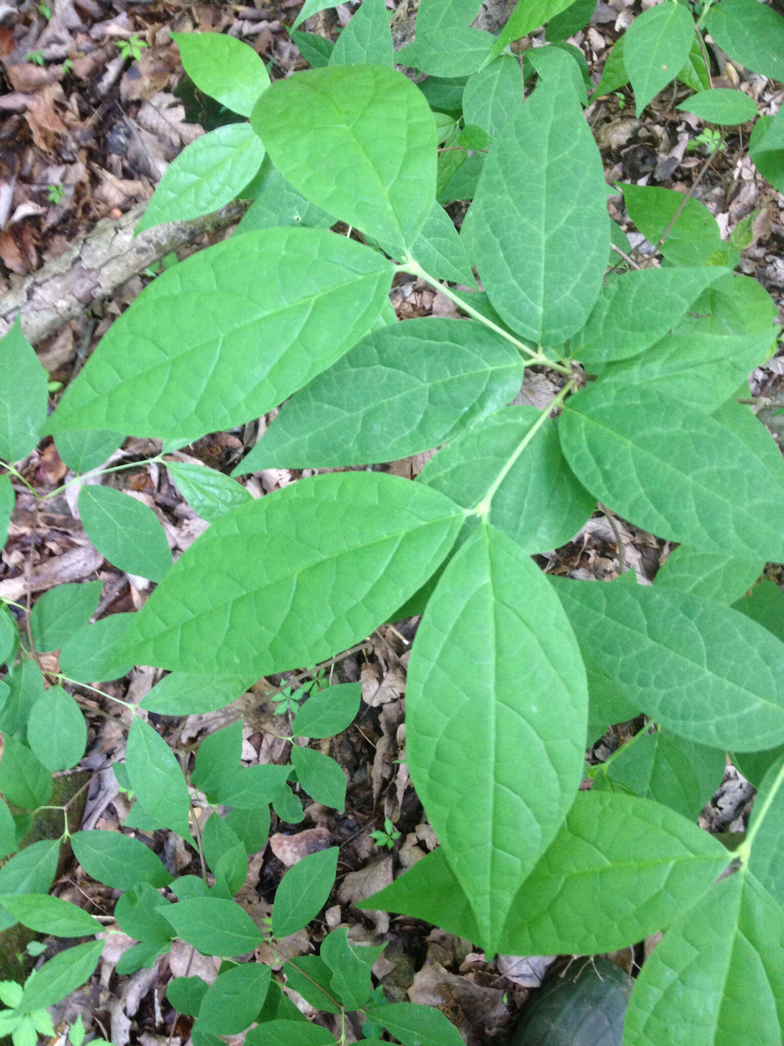 Image de Calycanthus floridus var. glaucus (Willd.) Torr. & A. Gray