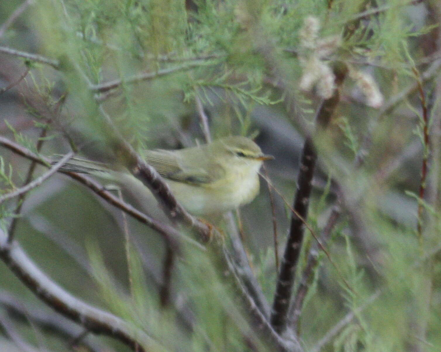 Image of Iberian Chiffchaff