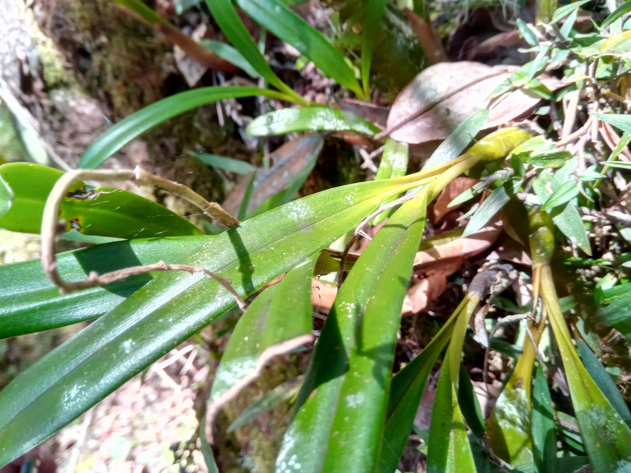 Image of Bulbophyllum pachypus Schltr.