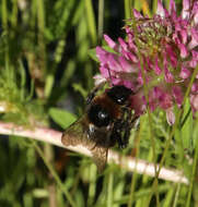 Image of short-haired bumblebee