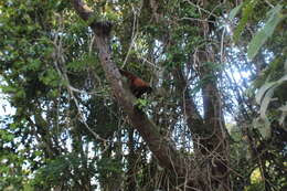 Image of Poeppig's Woolly Monkey