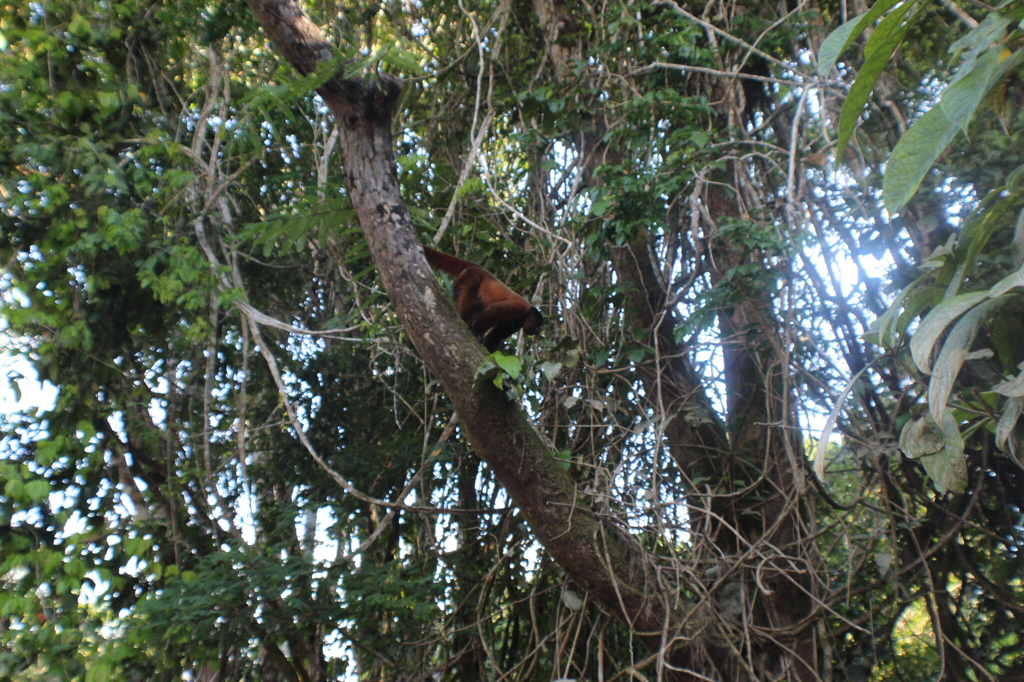 Image of Poeppig's Woolly Monkey