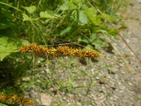 Image of Brown fox sedge