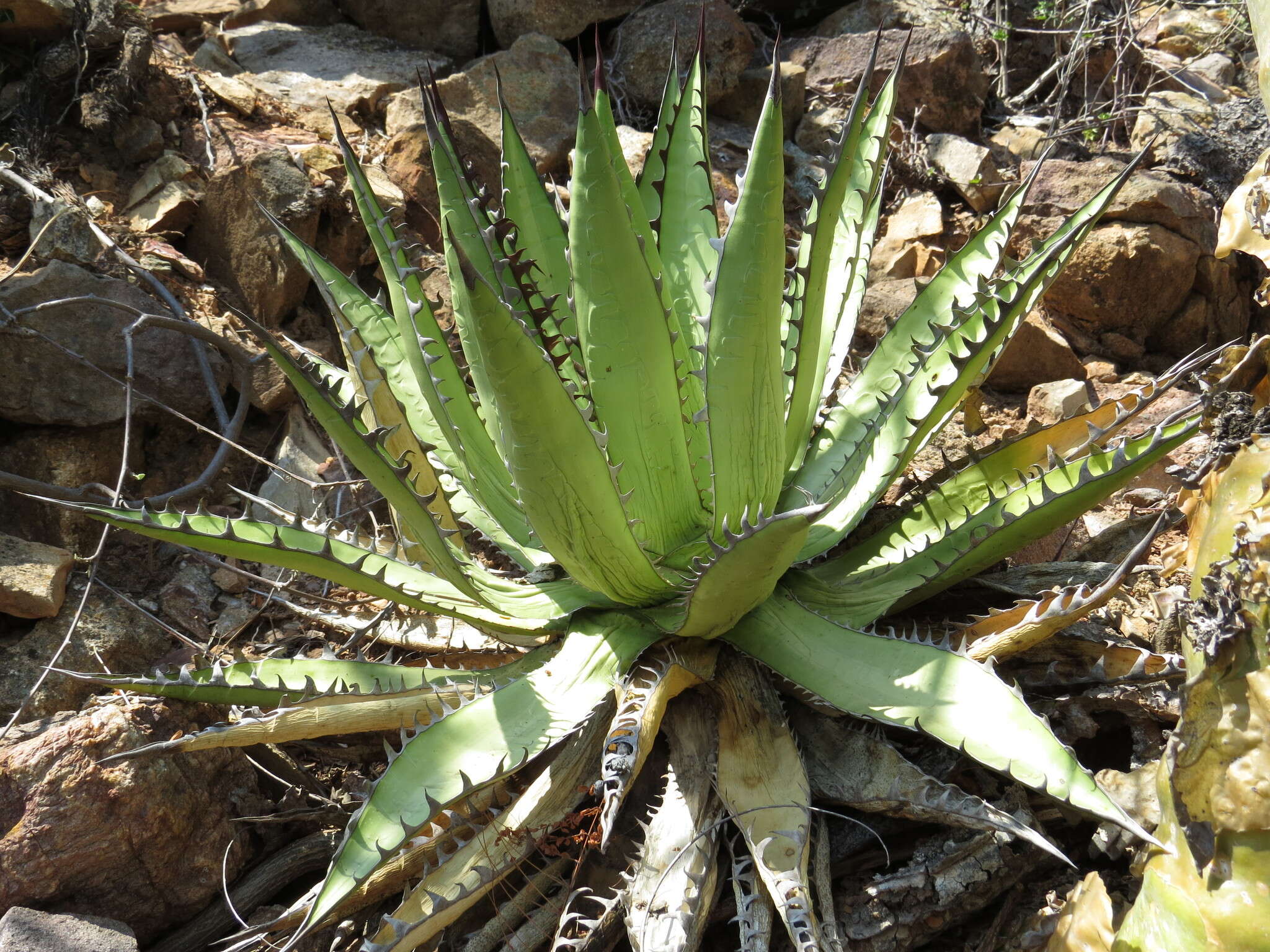 Image of Agave kerchovei Lem.