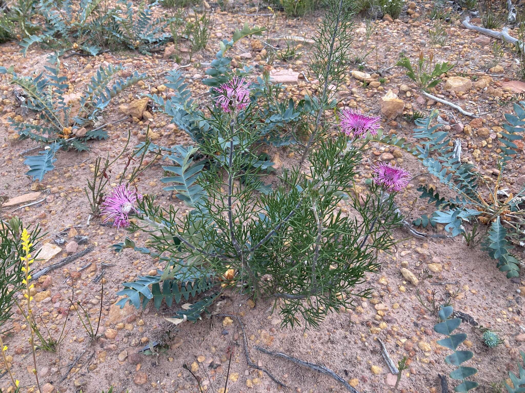 Image of Isopogon formosus R. Br.