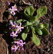 Image of Zaluzianskya violacea Schltr.