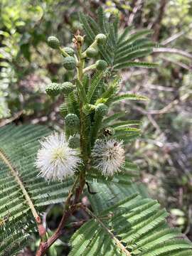 Imagem de Lysiloma aurita (Schltdl.) Benth.