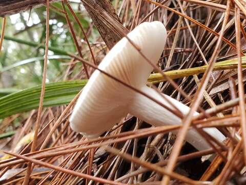 Image of Russula perlactea Murrill 1943