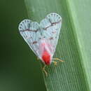 Image of Saccharodite coccinea (Matsumura 1940)