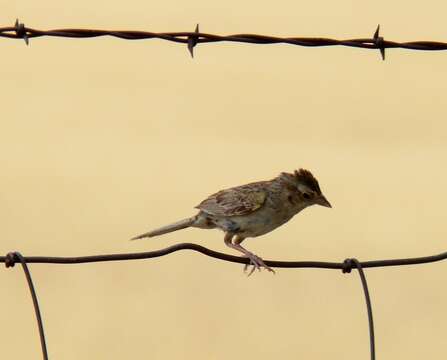 Image of Cassin's Sparrow