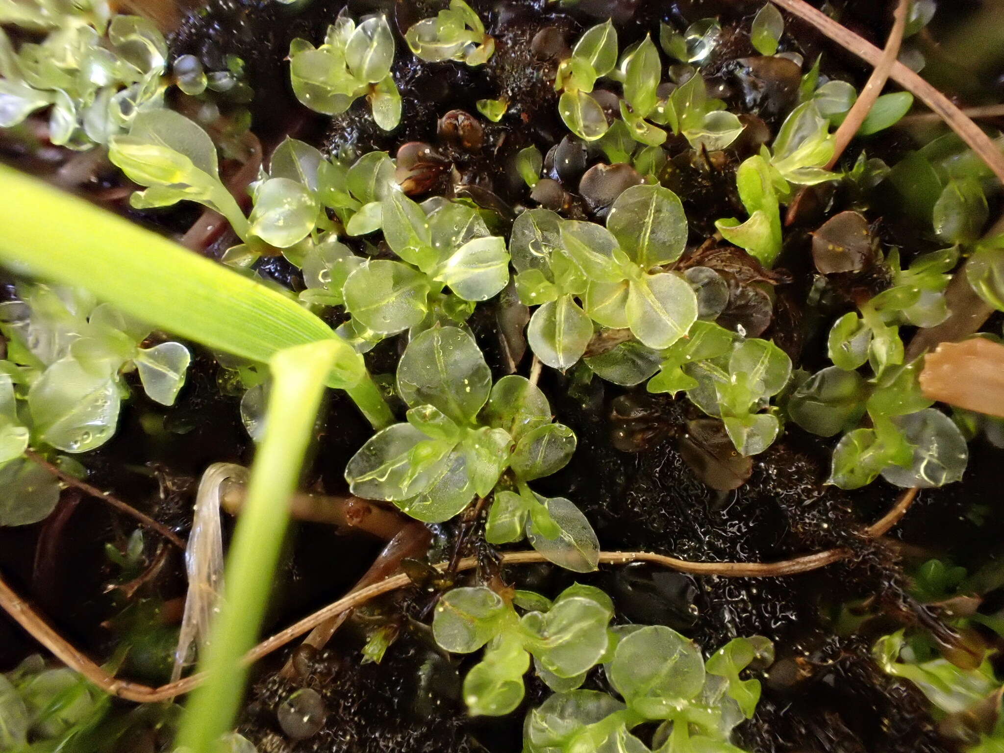 Слика од Cinclidium stygium Swartz ex Schrader 1803