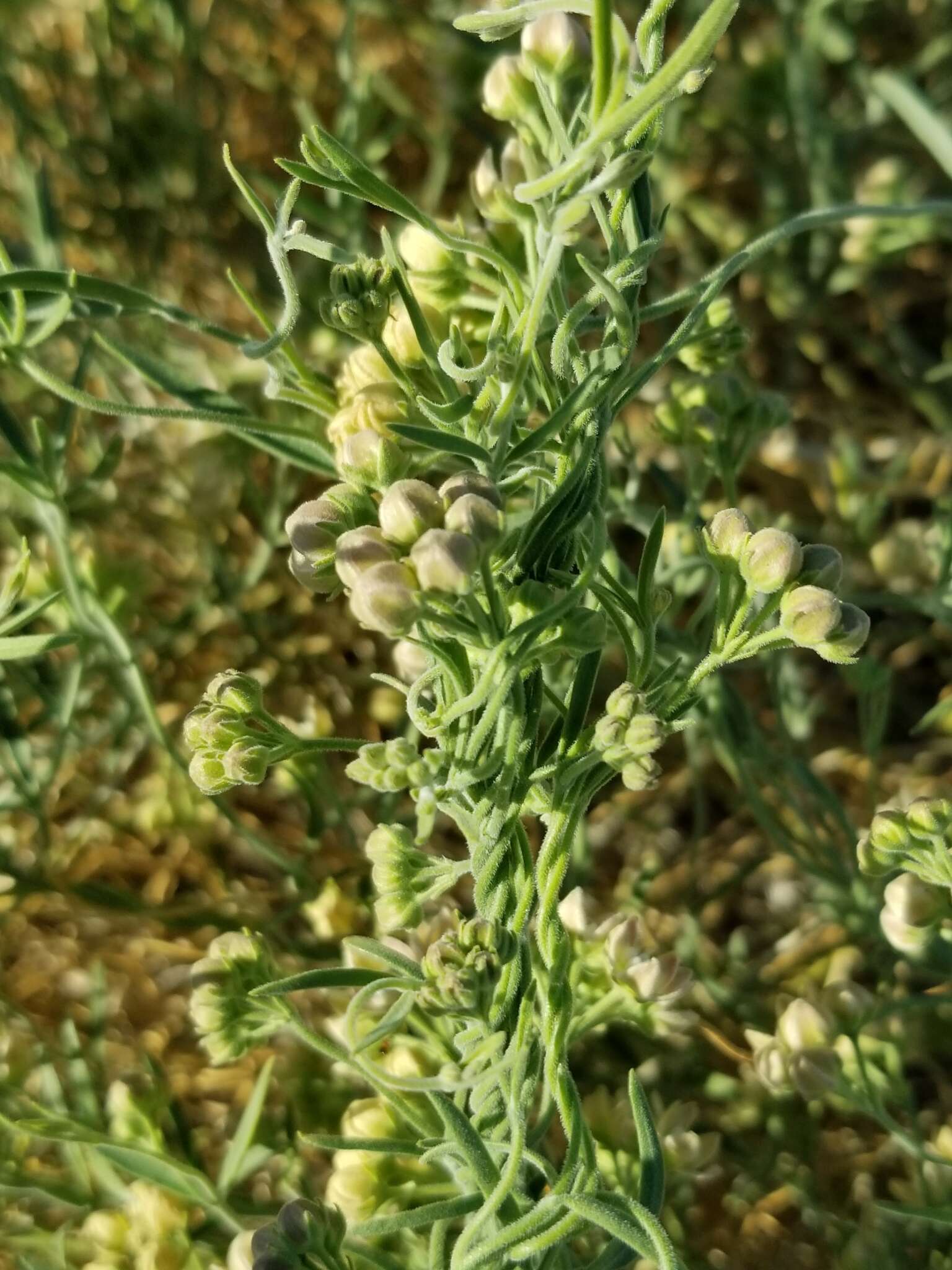 Image of hairy milkweed