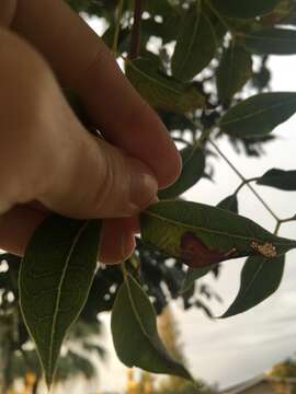 Image of Phyllocnistis meliacella Becker 1974