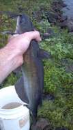 Image of channel catfish