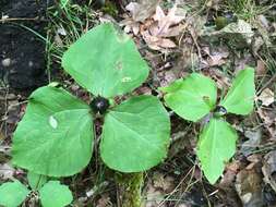 صورة Trillium albidum subsp. parviflorum (V. G. Soukup) K. L. Chambers & S. C. Meyers