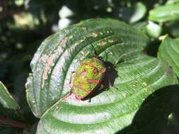 Image de <i>Poecilocoris lewisi</i>