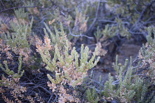 Image of Ericameria juarezensis (Moran) L. E. Urbatsch