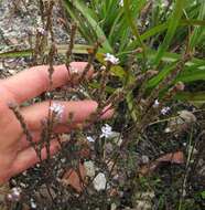 Image of Phyllopodium multifolium Hiern