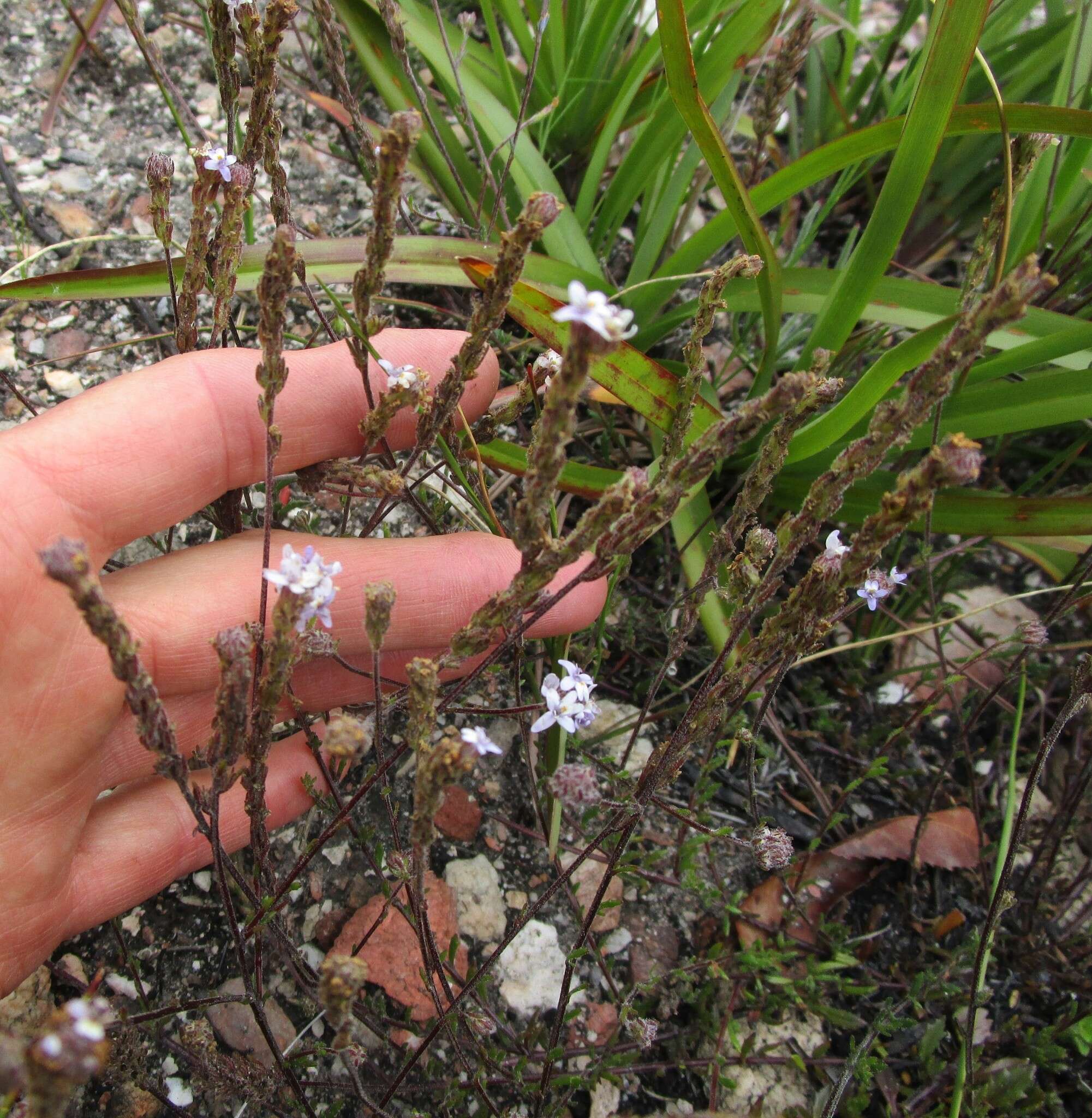 Image of Phyllopodium multifolium Hiern