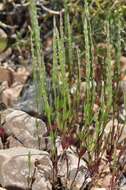 Image of Crucianella latifolia L.