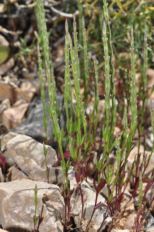 Image of Crucianella latifolia L.