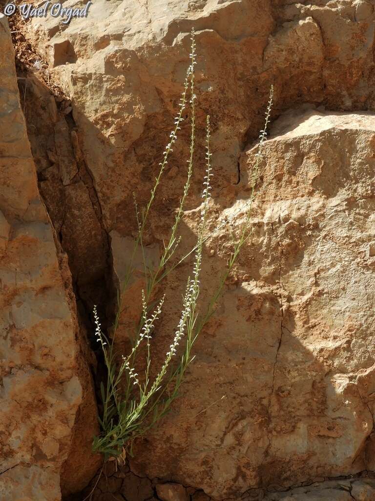 Image of Anarrhinum forskaohlii (J. F. Gmel.) Cuf.