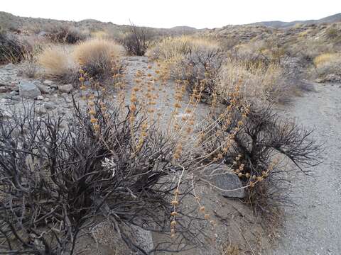 Image of scallopleaf sage