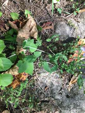 Image of wavyleaf aster