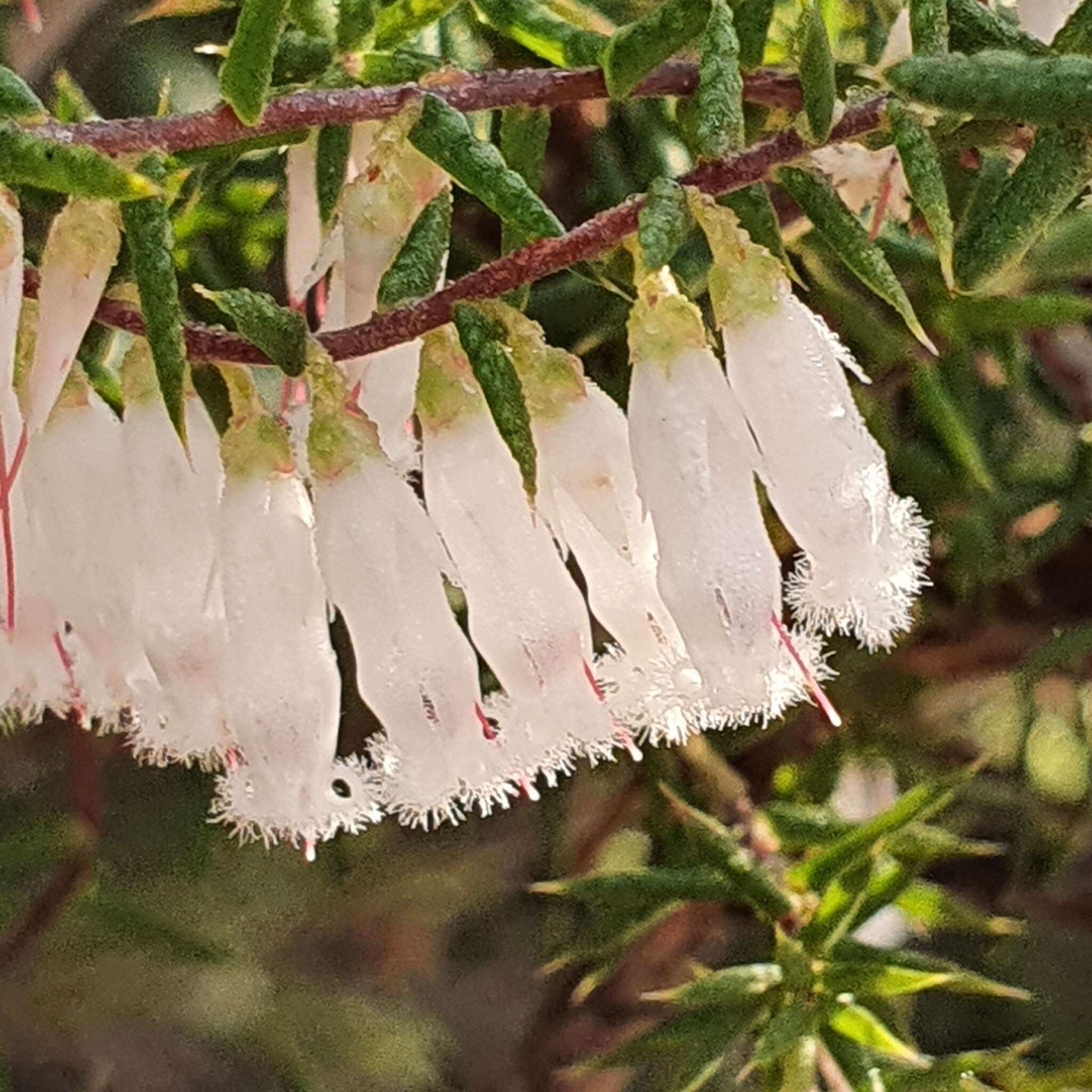 Image of Leucopogon fletcheri Maiden & Betche