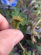 Image of Medicago polymorpha var. polymorpha