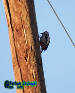 Image of Syrian Woodpecker