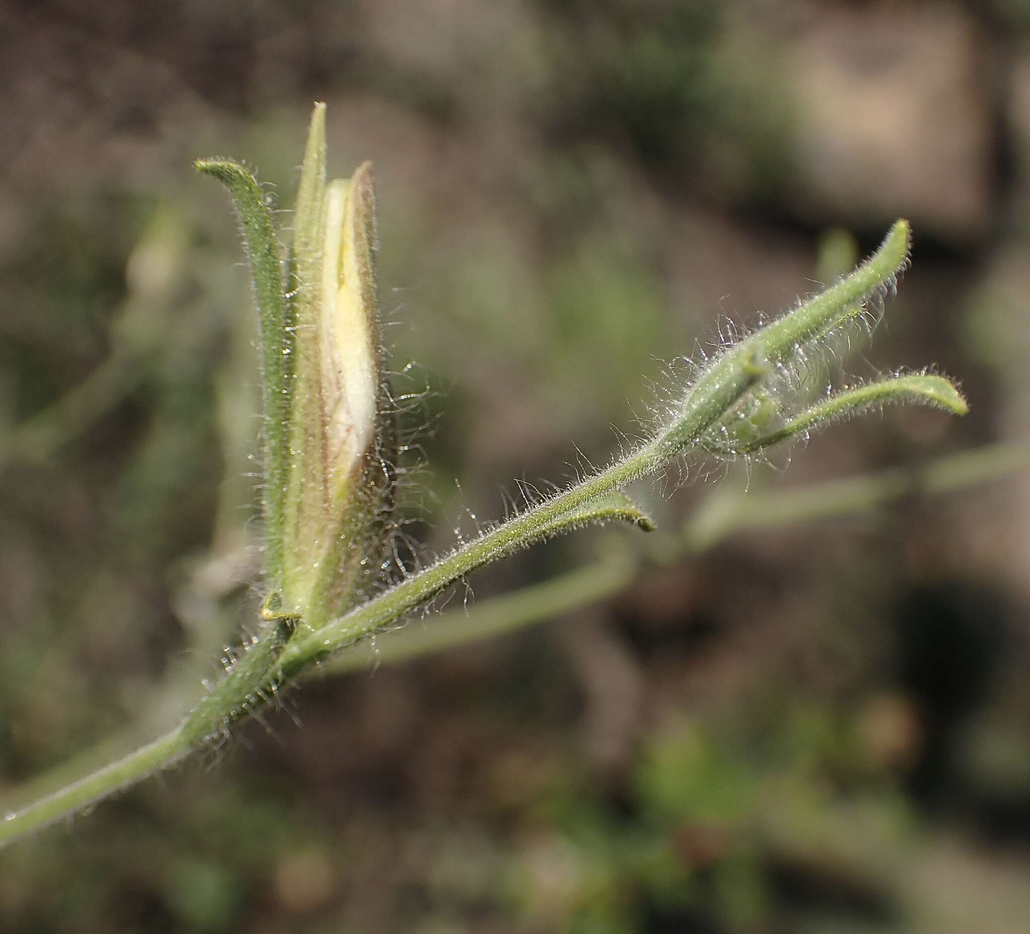 Image of hairy bird's beak