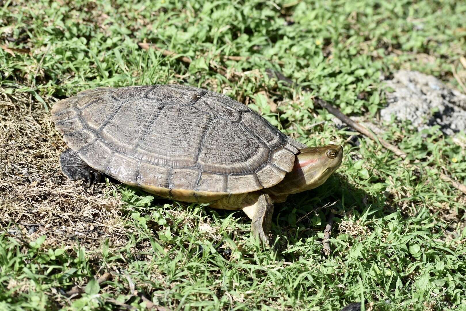 Image of Cuban slider