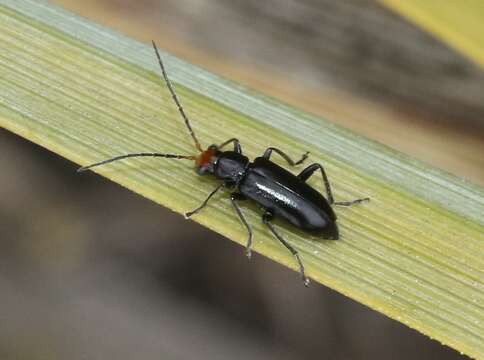 Image of Triarius nigroflavus E. Riley, S. Clark & Gilbert 2001