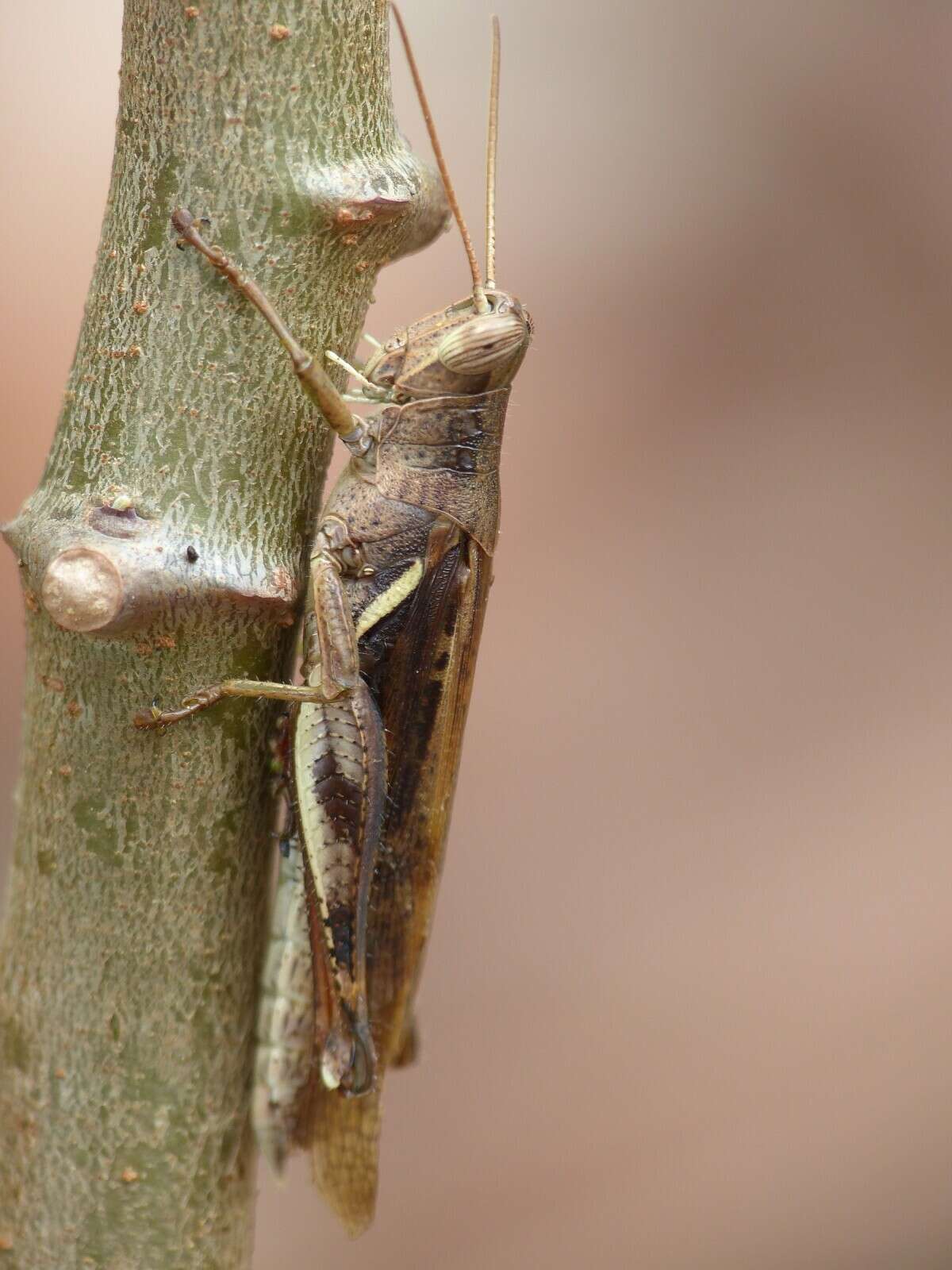 Image of Stenocatantops cornelii Willemse & F. M. H. 1968